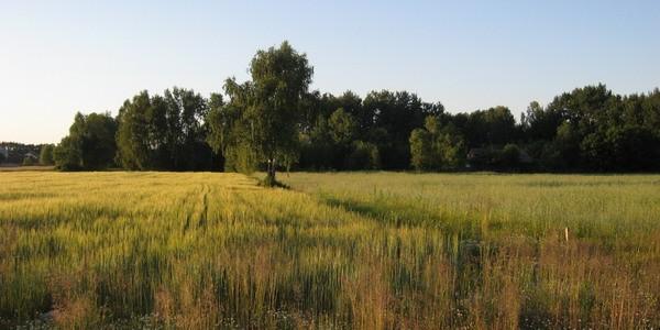 Widokówka z Czosnówki