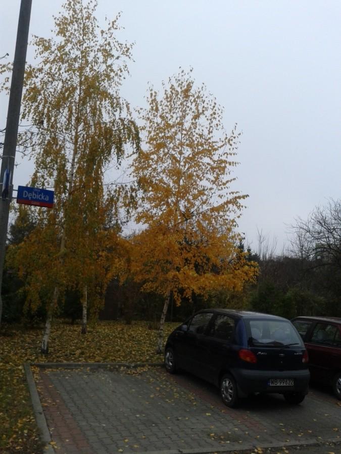 Brzózki przy ogródkach działkowych