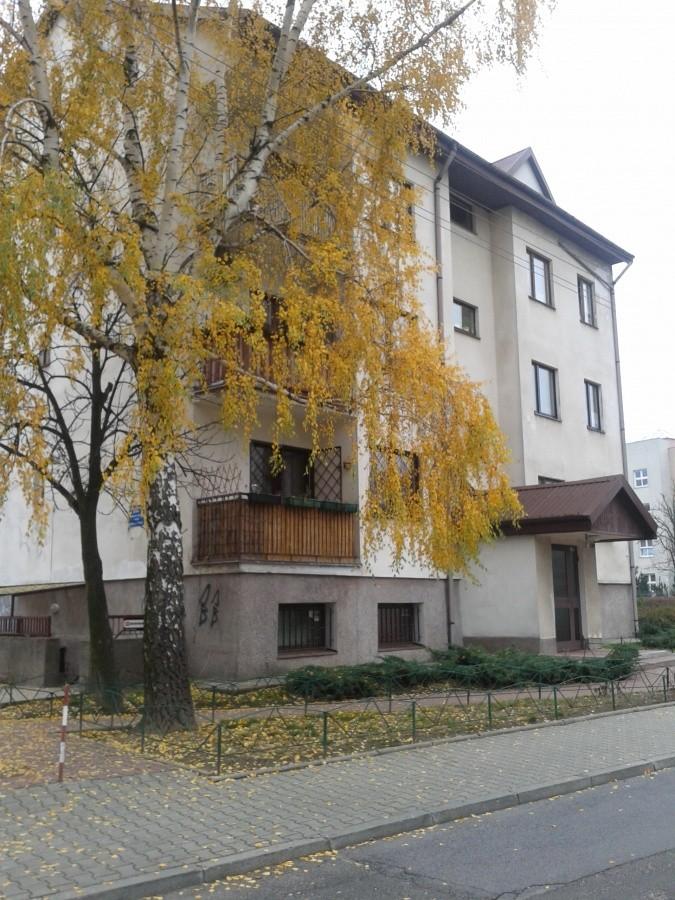 Brzoza na osiedlu mieszkaniowym