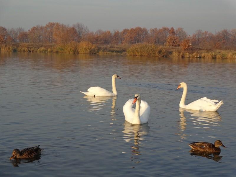 Trzy łabędzie