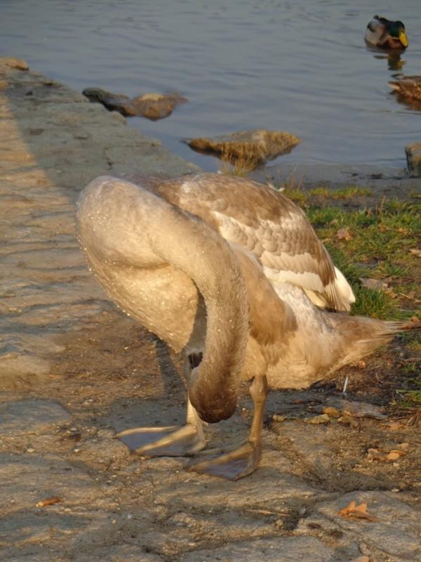 Szarak