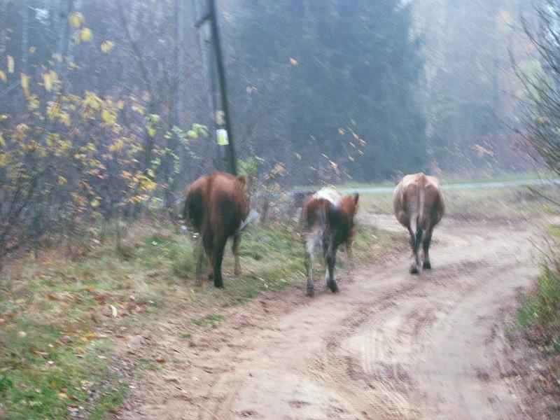 Trzy krowy na spacerze po wsi Tuczno