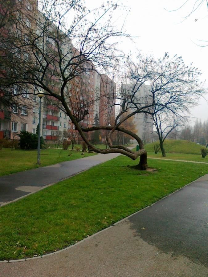Wierzba przy Rozłogi