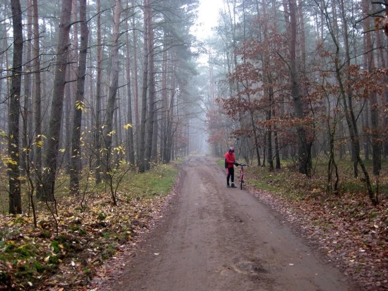 Leśne drogi w Puszczy Zielonka