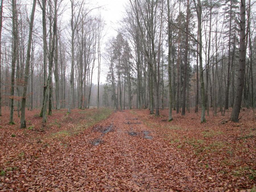 Leśna droga prowadząca do Kartuz.