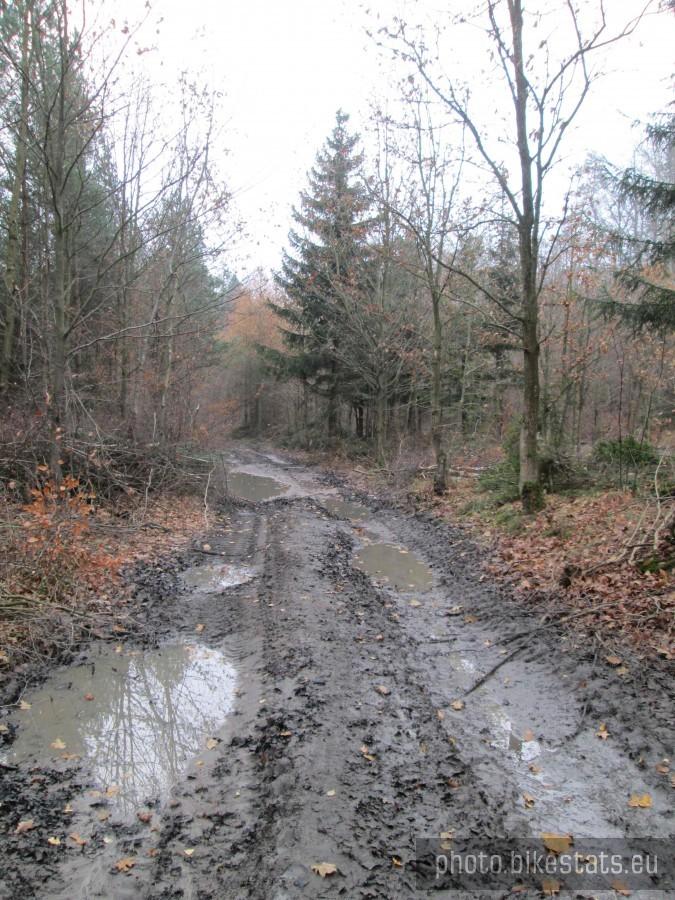 Leśną drogą do Kartuz...