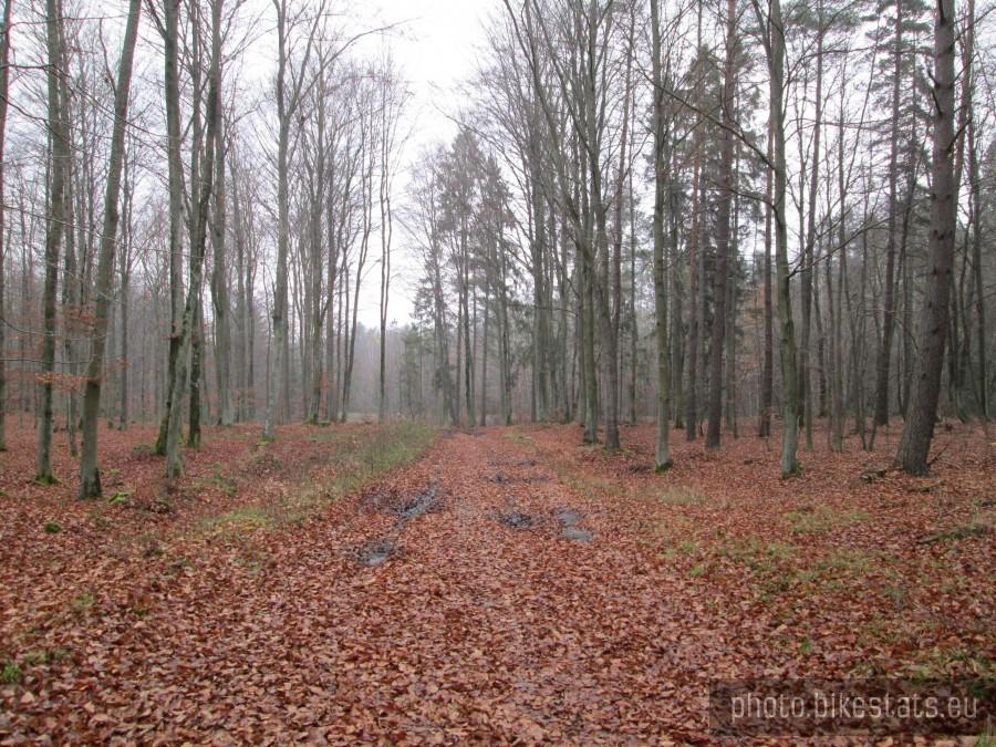 Leśna droga do Kartuz.