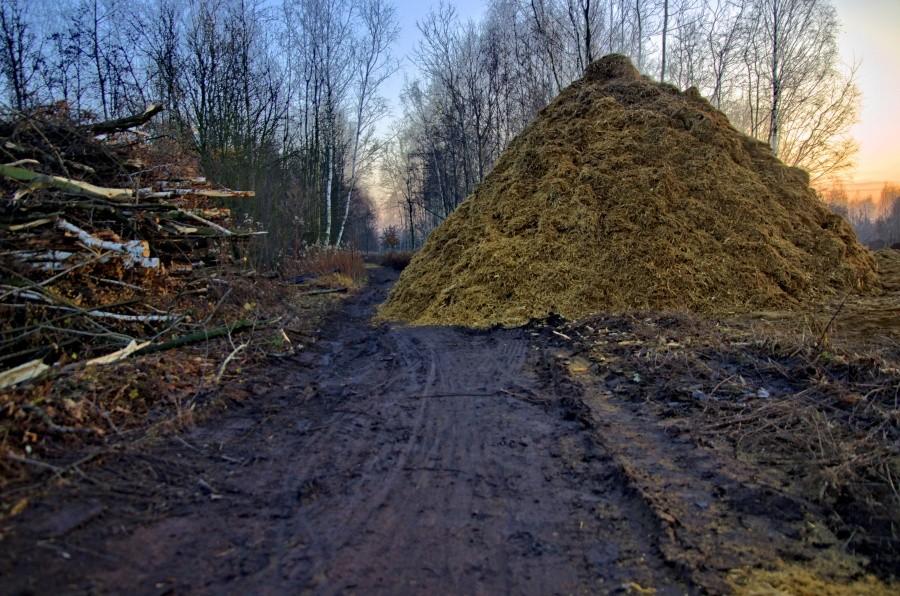 Kupa dinozaura?