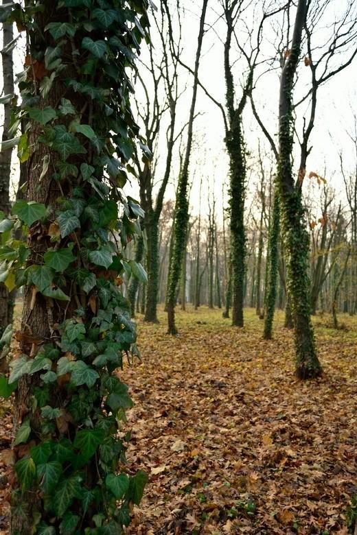 Jesień w parku im. Rejtana w Łodzi