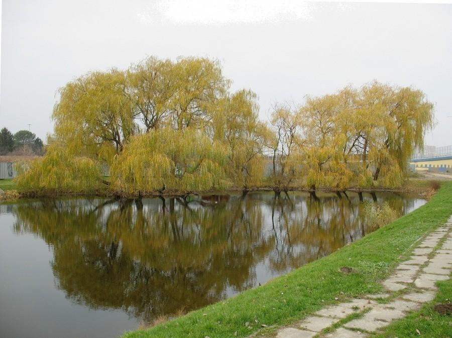 Staw przy ul. Wirażowej