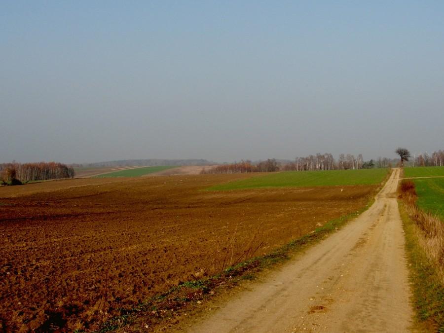 Droga z Kołacinka do Kraszewa