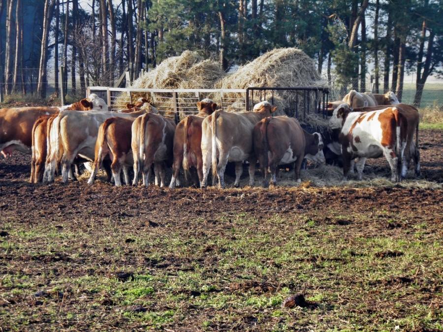 Pora na posiłek - widok z pastwiska pod Blankensee.