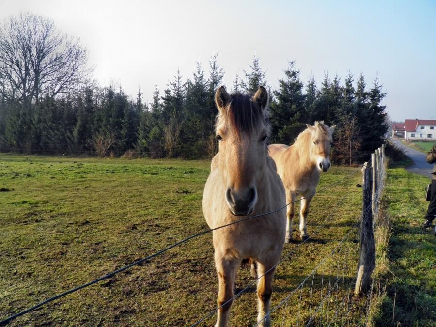 Urocze koniki z miejscowości Blankensee - nie mieliśmy jednak nawet suchego chleba.