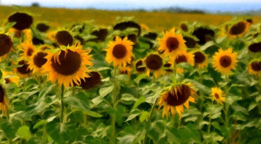 FotoSketcher - z sierpnia 2011 roku z okolic Zawiercia