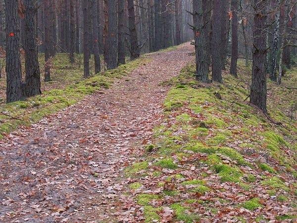 Bardzo dobrze zachowany nasyp kolejowy