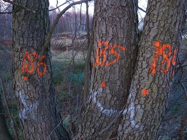 Jedni zbierają znaczki, drudzy liczą drzewa ;)