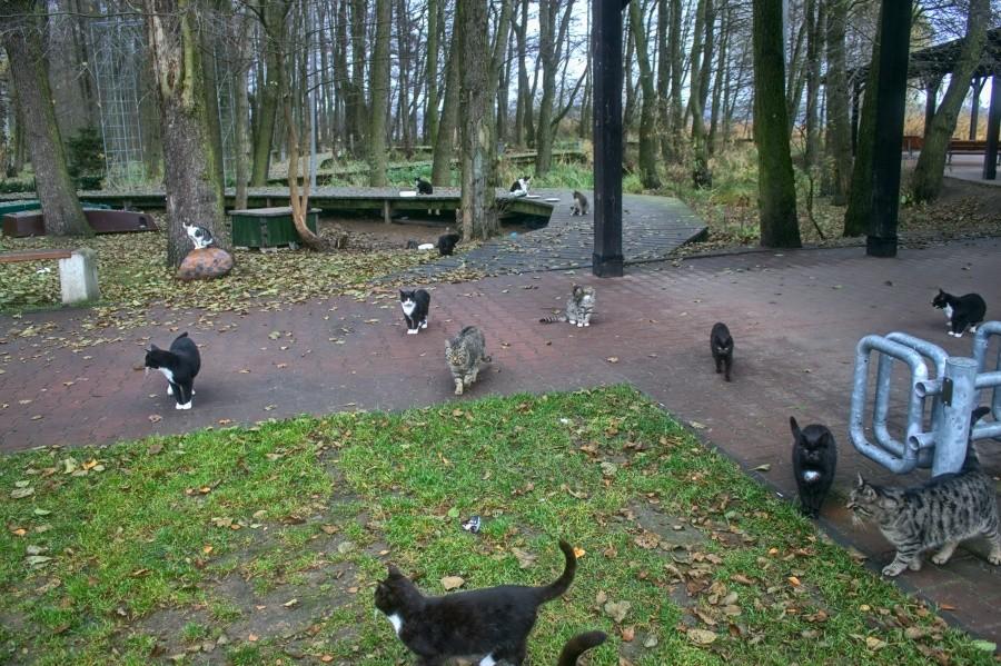 takiej ilości kotów na raz jeszcze nie widziałem, coś dla Basi :)