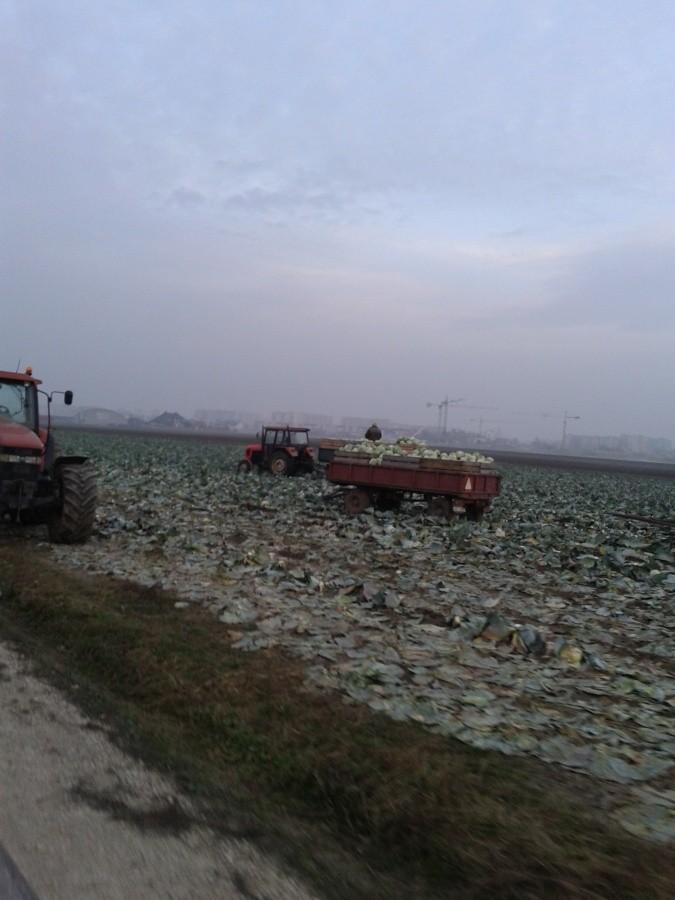 Zbiór kapusty przy S8