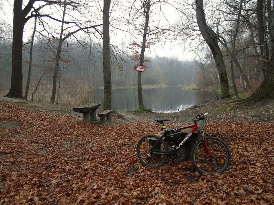 Las Buczyna - Zgłobice