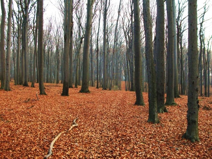 Rezerwat Segiet