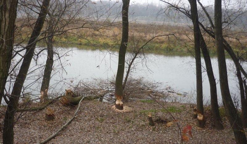 Budowa żeremi nad Wisłą w środku Warszawy
