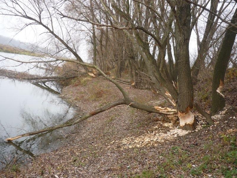 Działalność bobrów w Warszawie