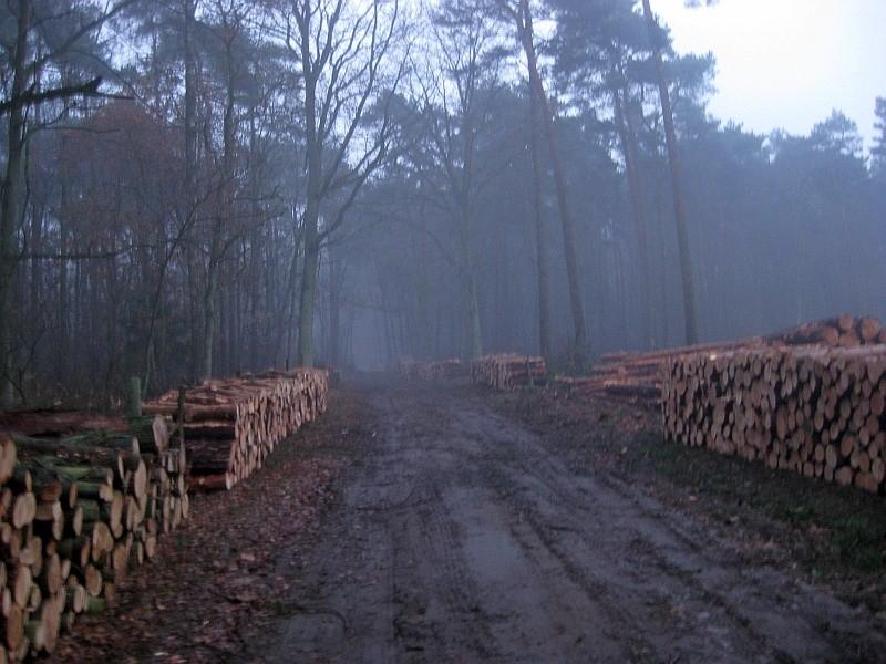 błotniste leśne drogi o zmroku