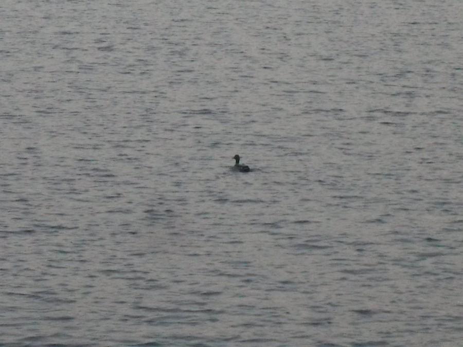 nessi z loch ness
