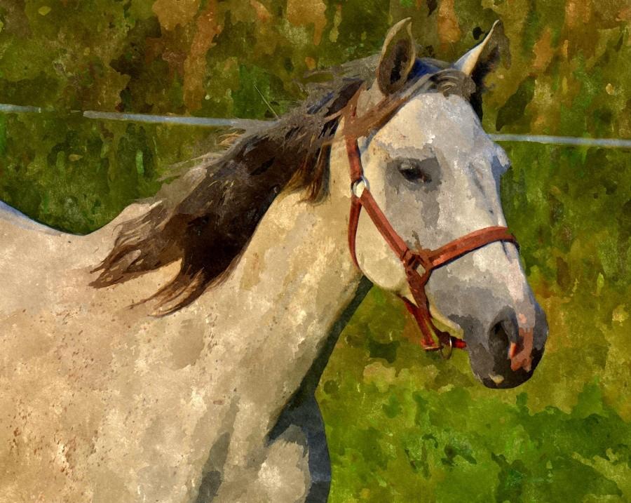 Portret Konia