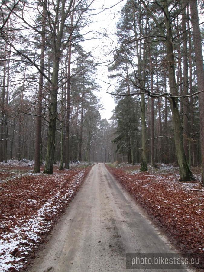 Leśna droga z Mezowa do Kiełpina