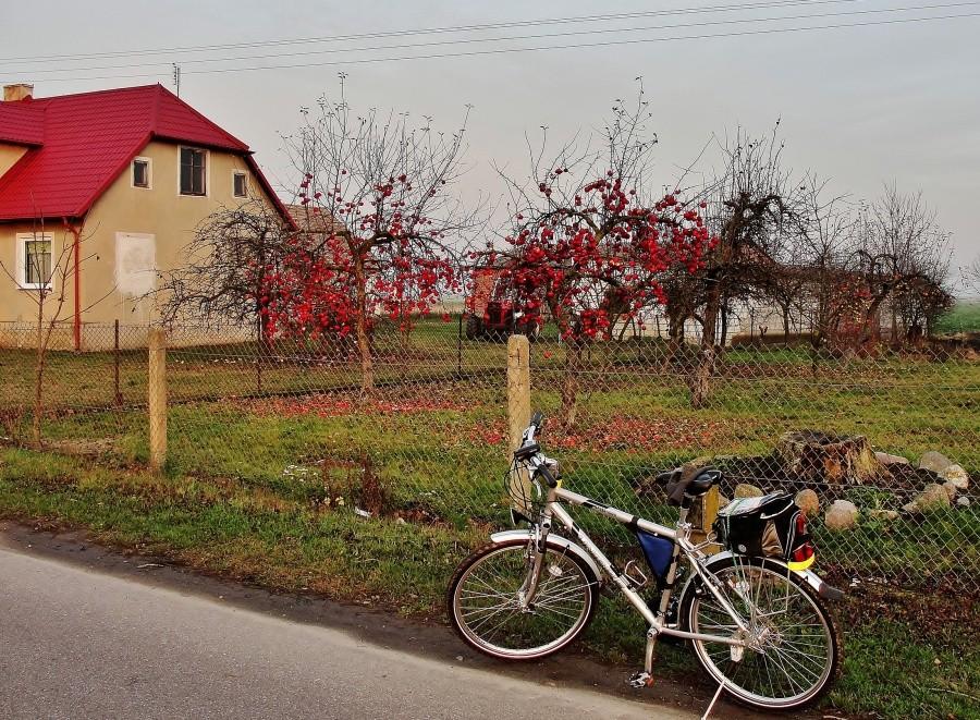 Jabłka nie chcą opuścić drzewek.