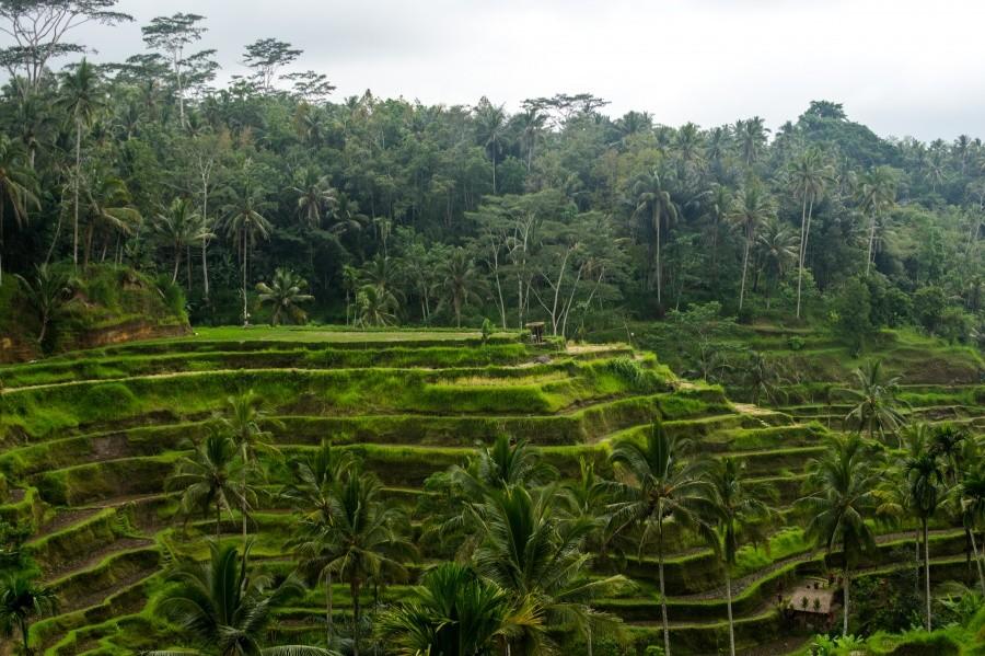 Tarasy Tegalalang