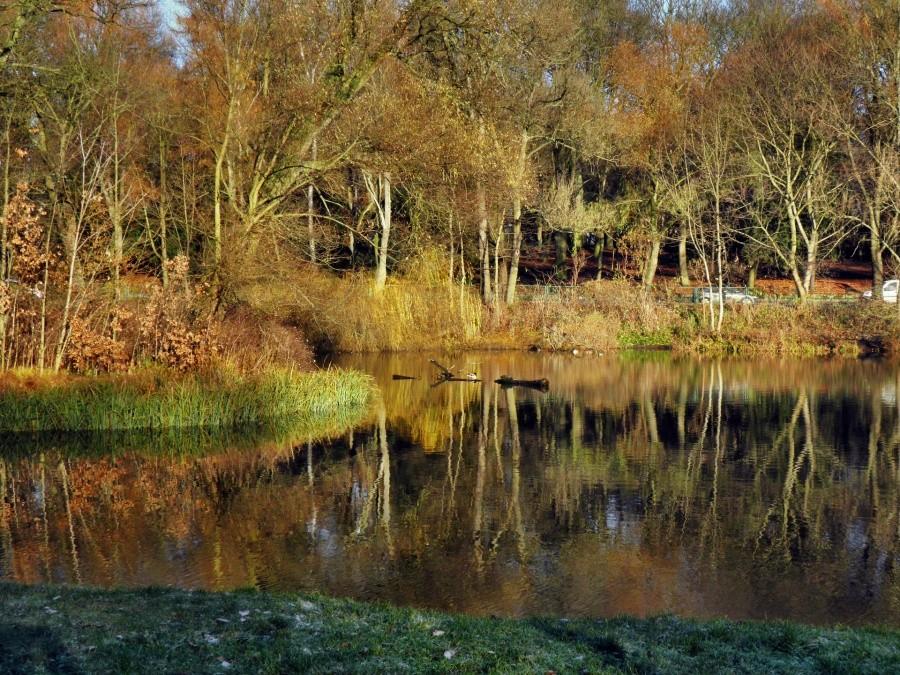 Park Kasprowicza i fragment jeziora Rusałka - 3 grudnia 12 r.