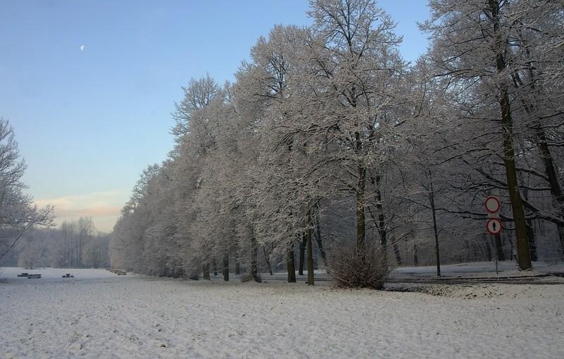 zaśnieżony park w Zabrzu...