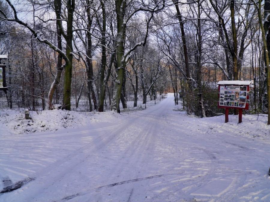 Las Arkoński i ulica Międzyparkowa 6 grudnia 12 r.