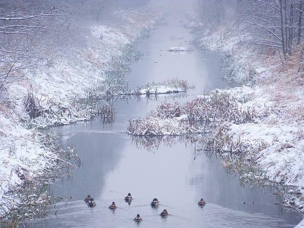 Kaczki na Łasicy
