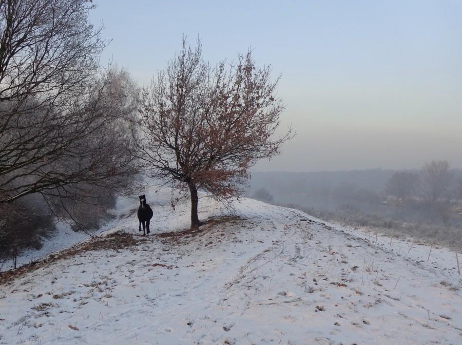koń nad Odrą
