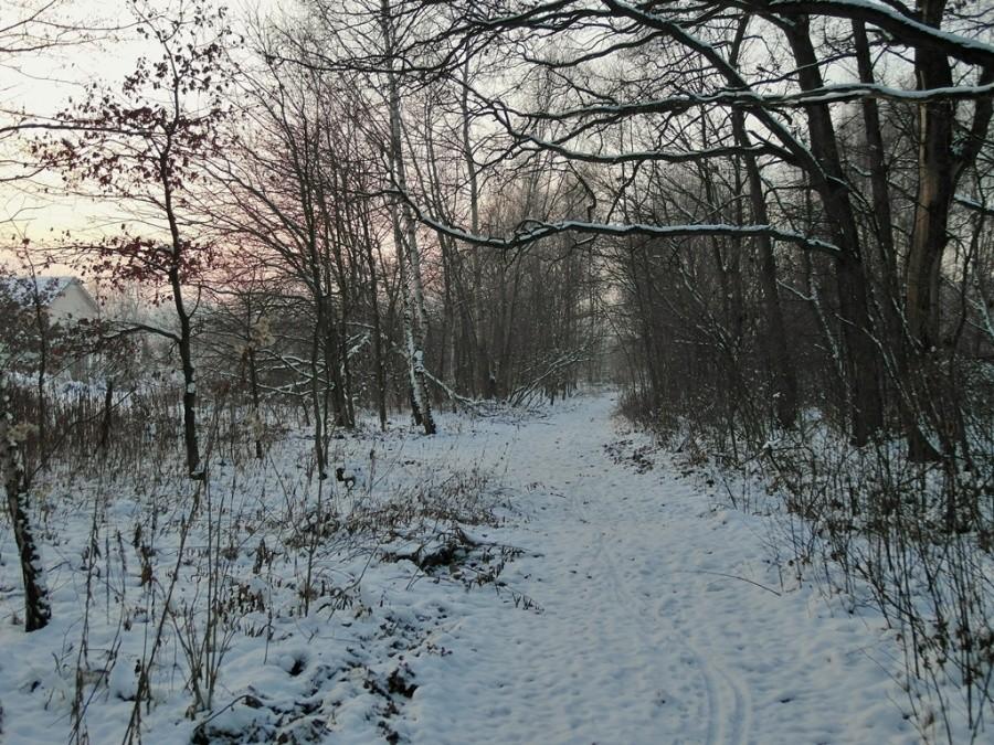 Las Lipie - Tarnów