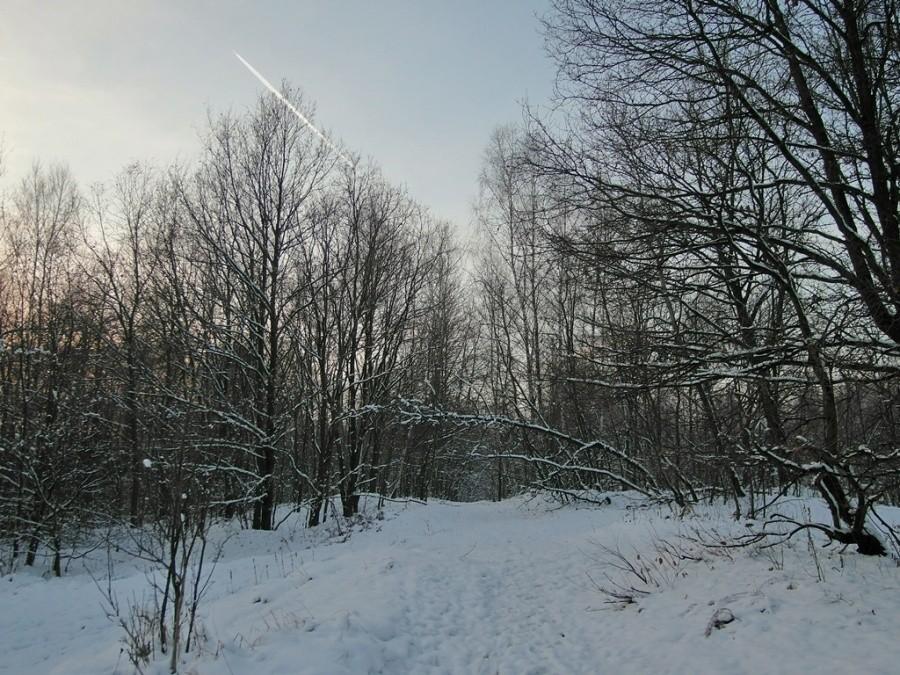 Las Lipie - Tarnów