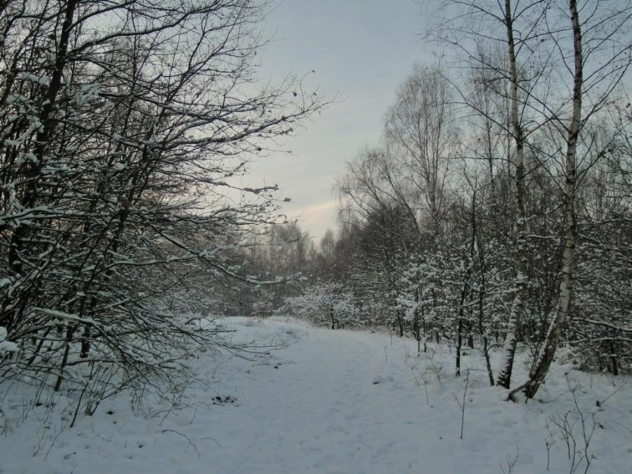 Las Lipie - Tarnów