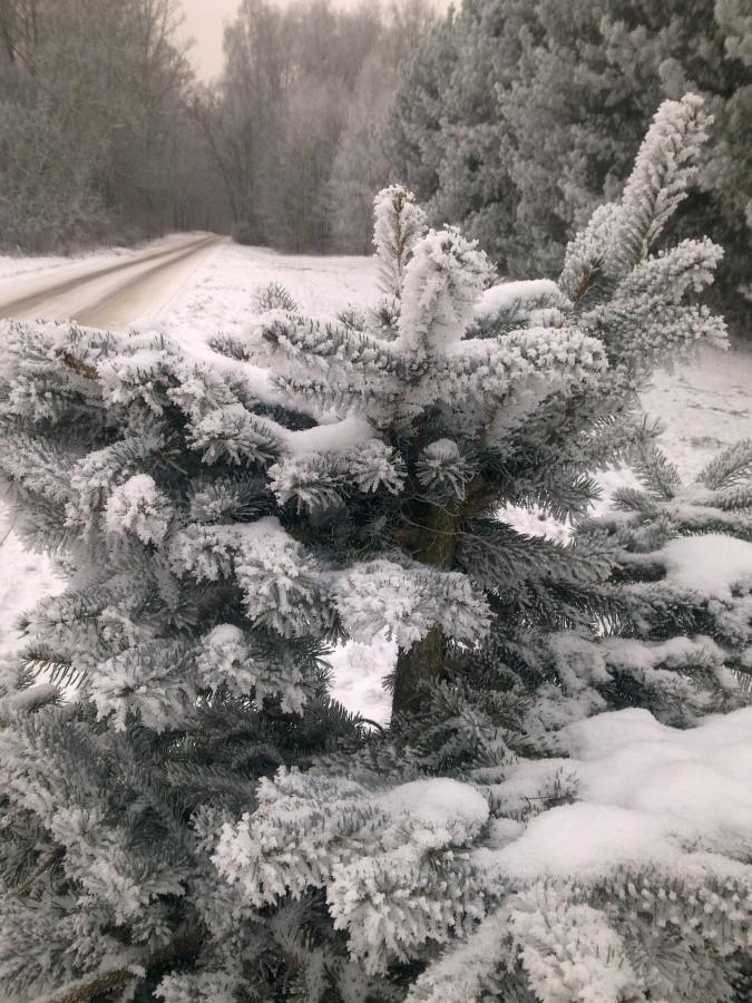 Taa.. już pora ubierać nasze choinki :-)