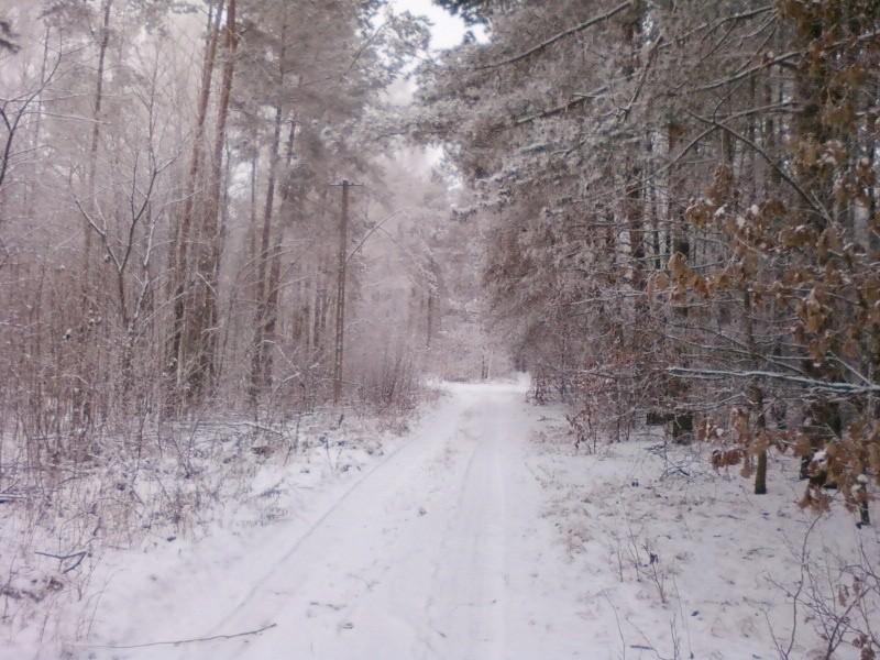 Las w Rąbieniu