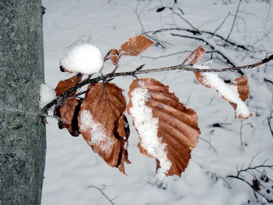 Ośnieżone liście
