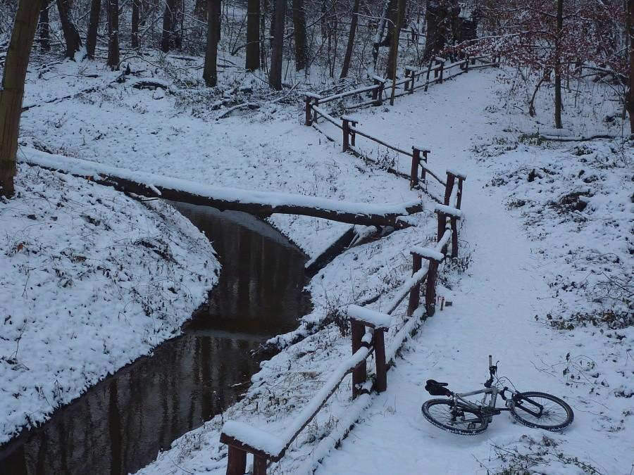 Rzeczka Rudawka w Lesie Bielańskim