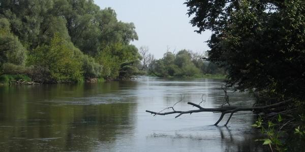 Rzeka Bug w Rezerwacie Przyrody "Szwajcaria Podlaska"