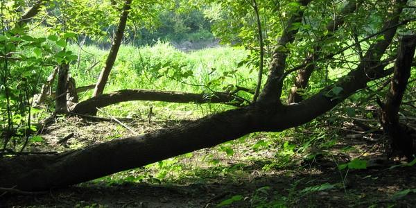 Przeszkoda terenowa w Rezerwacie Przyrody "Szwajcaria Podlaska"