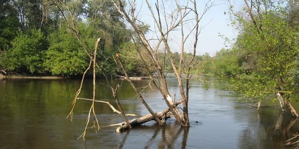 Rzeka Bug w Rezerwacie Przyrody "Szwajcaria Podlaska"