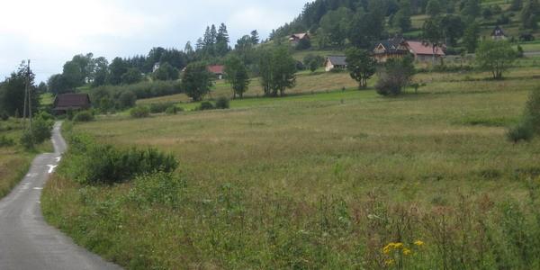 Judaszówka