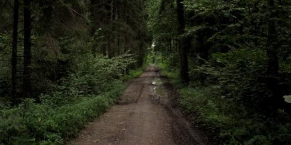 Las Konstantynów w okolicach wsi Antolin