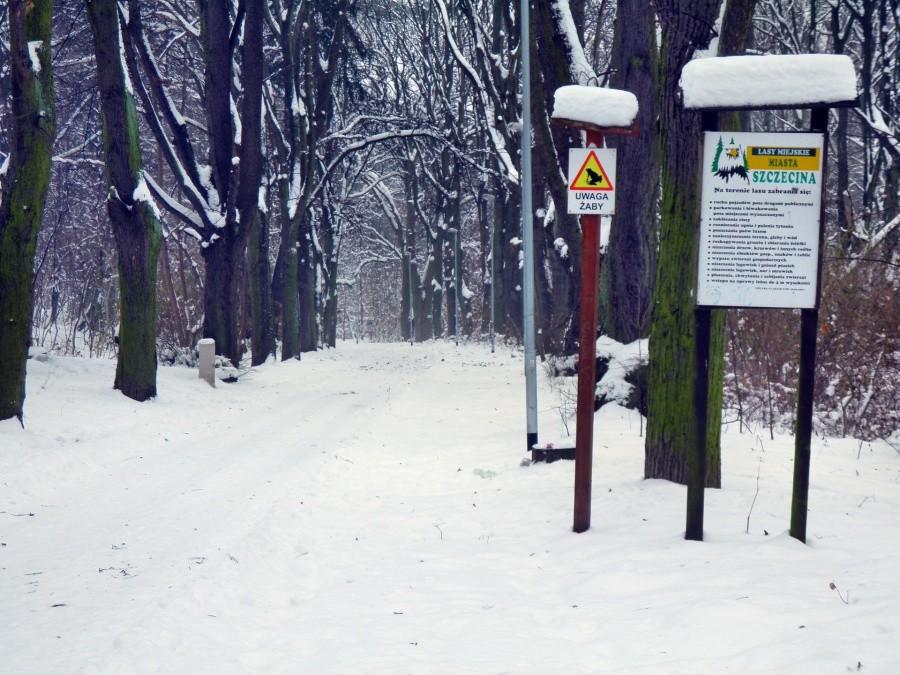 Droga wlotowa do Lasu Arkońskiego, przedłużenie ulicy Kochanowskiego.